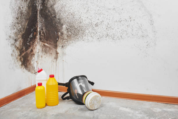 Why You Should Choose Our Mold Remediation Services in Troy, MI